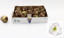 Amalylis bol Wit/st Bloembol