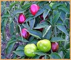 Baby Bell Rood mini paprika