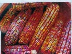 Zea Earth Tones Dent Corn siermaiszaden 250 zaden