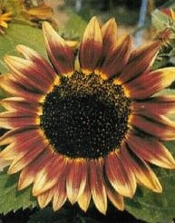 Helianthus Marley F1 Zonnebloemzaden