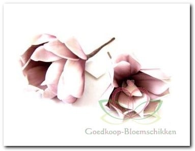 Magnolia Old Pink Foambloem Kort doos 12 stuks