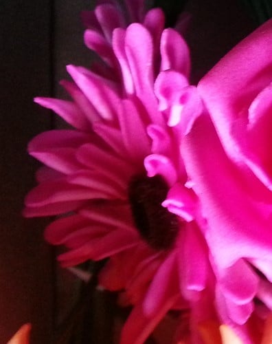 Aster Gerbera Neon Pink Foambloem Doos 30 stuks