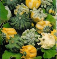 Kronen Mix Kalebas 50 zaden