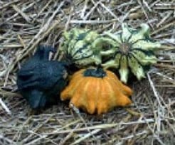 Ten Commandments Kalebas 5000 zaden