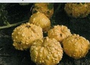 Wrated Oranje kalebas 5000 zaden