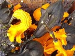 Autumn wings medium kalebas 50 zaden