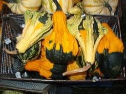 Autumn wings large kalebas 1000 zaden