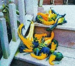 Autumn wings small kalebas 1000 zaden