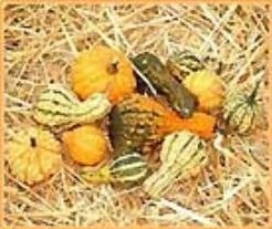 Dandymix kalebas 1000 zaden