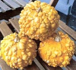 Verruqueuse Africaine Lagenaria Fleskalebas 50 zaden