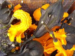 Autumn wings medium kalebas basiseenheid