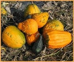 Rhapsody Mix kalebas basiseenheid zaden