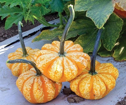 Sunrise F1 PMT Sierlijke eetpompoen lijkt op Patisson 1000 zaden