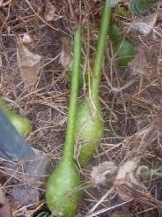 Extra long handled dipper Lagenaria fleskalebas 50 zaden