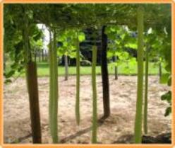 Lag Kikinda Competition Strain Lagenaria Fleskalebas 50 zaden