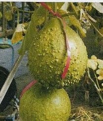 Lagenaria Little Man Fleskalebas basiseenheid zaden