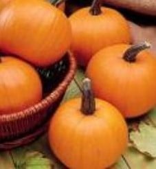 Spookie Mini Halloween basiseenheid zaden