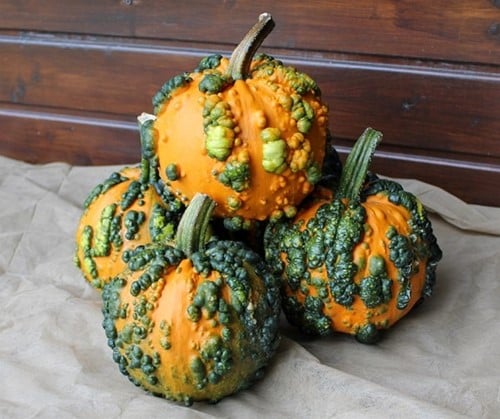 Mini Warts F1 PMT kleine pompoen 250 zaden