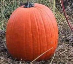 Pro Gold Hybrid 510 F1 pompoen 250 zaden