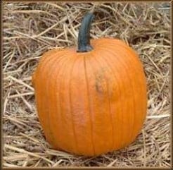 Rocket F1 pompoen 50 zaden