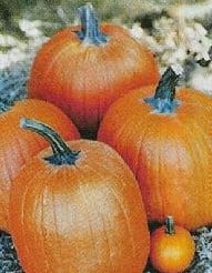 Super Hercules F1 Halloween 50 zaden