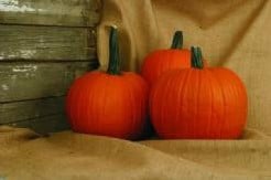 20 Karat goud F1 50 zaden