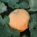 Pacific Giant Reuzenpompoen zaden