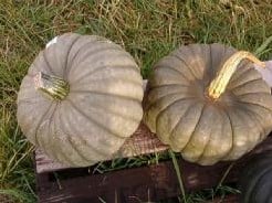 Queensland Blue pompoen 250 zaden