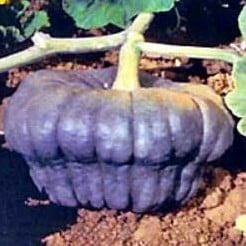 New Zealand Blue pompoen 50 zaden