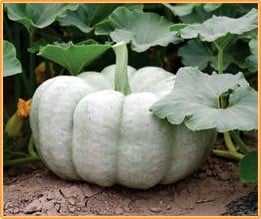 Blue Doll F1 pompoen 50 zaden