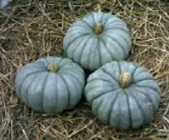 Jarrahdale Pompoen basiseenheid zaden