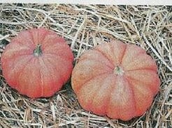 Garbo pompoen 50 zaden