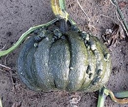 Black warted Portuguese eetpompoen zaden