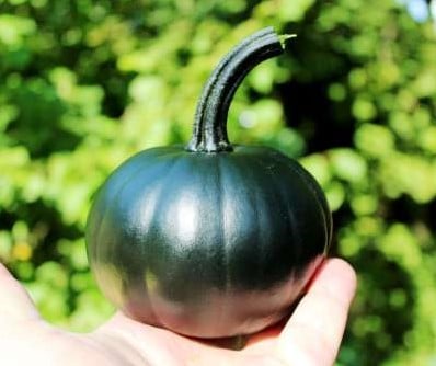 Black Bear F1 PMT klein groen pompoen eetpompoentje 50 zaden