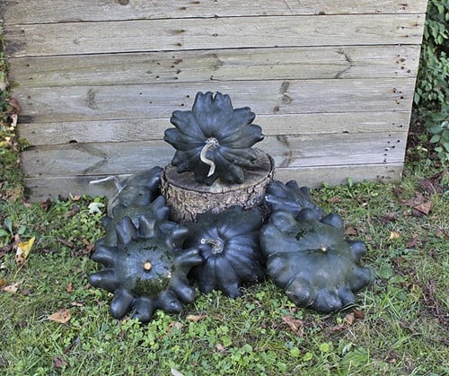 Skat F1 Patisson 5000 zaden