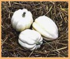 Cream of the crop 50 zaden