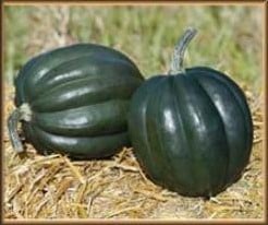 Jet F1 Acorn Pompoen 50 zaden