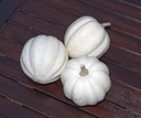 White Pearl Acorn pompoen 50 zaden