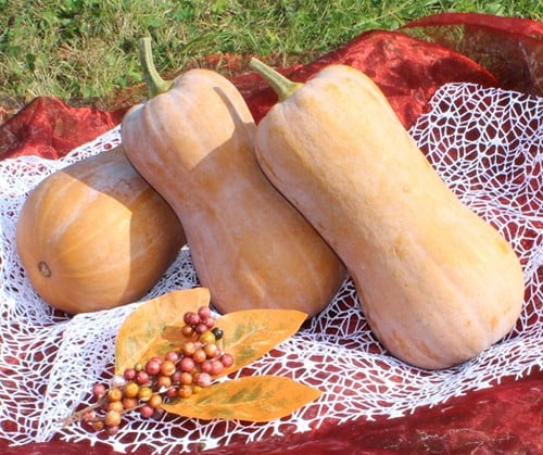 Tosca F1 Butternut Pompoen zaden