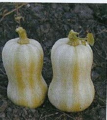 Bugle pompoen basiseenheid