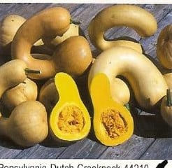 Pensylvania Dutch Crookneck basiseenheid zaden