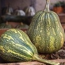 Phoenix pompoen zaden