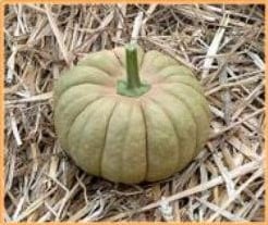 Kikuza Pompoen 250 zaden