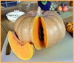 Ibiza Moschata Pompoen 250 zaden