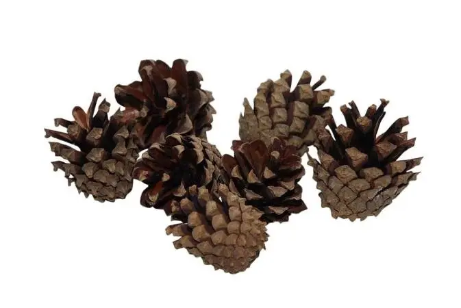 Dennenappels Silvester Naturel 200 gr