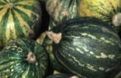 [A-001015] Hopi Vatnga˜˜21398 pompoenzaden