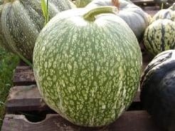 [A-000824] Vijgenblad pompoen Boule de Siam 250 zaden