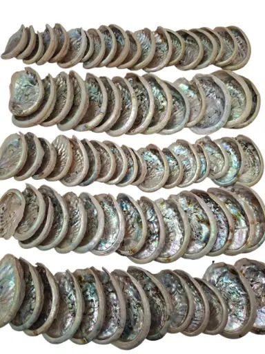 [A-003856] Abalone Haliotis Midae schelpen 1 kilo