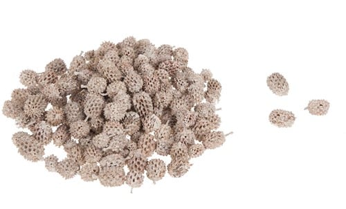 [A-011566] Casuarina Denneappeltjes White wash ca. 1 kilo