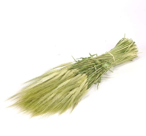 [A-013860] Gerst Bundel Naturel Groen